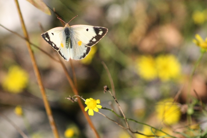 Colias